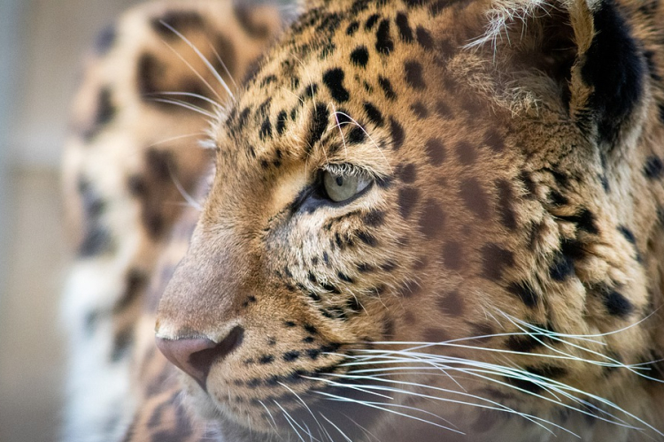 Egy hétig titkolta három leopárdjának megszökését egy szafaripark